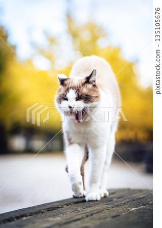 A cat stretching in front of a row of ginkgo trees A cat stretching in front of a row of ginkgo trees 135105676