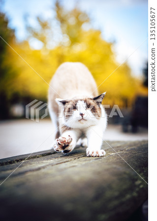 A cat stretching in front of a row of ginkgo trees A cat stretching in front of a row of ginkgo trees 135105677