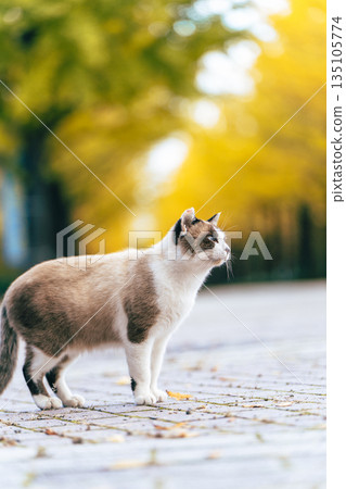 Ginkgo trees and stray cats Ginkgo trees and stray cats 135105774