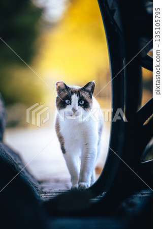 Stray cat walking in the autumn park Stray cat walking in the autumn park 135105795
