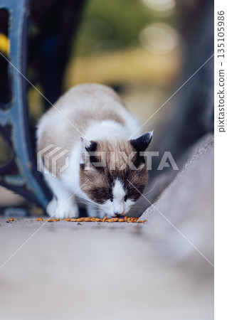 A cat eating under a park bench A cat eating under a park bench 135105986