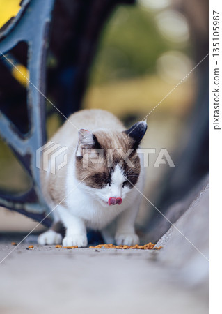 A cat eating under a park bench A cat eating under a park bench 135105987