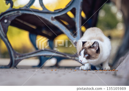 一隻貓在公園長椅下吃東西。 135105989