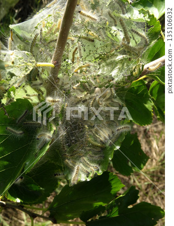 Detailed Vertical Photo of Tent Caterpillars in a Web. Silkworms In The Web On A Tree Branch Macro Shot 135106032