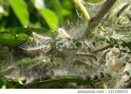 Fall Webworms Eating Green Leaves Of Mulberry Tree. Close up View of Caterpillars on Plant Leaves  135106033