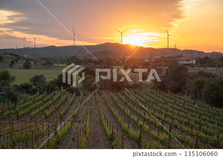 Vibrant Vineyard Landscape at Sunset with Wind Turbines Vibrant Vineyard Landscape at Sunset with Wind Turbines 135106060