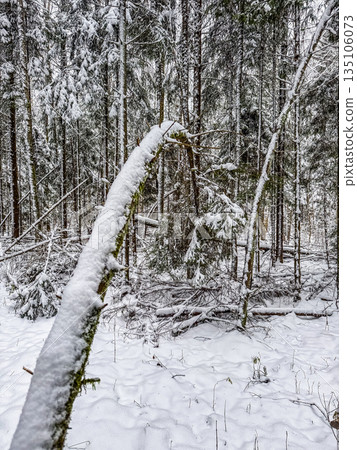 Serene Winter Forest with Snow-Covered Trees Serene Winter Forest with Snow-Covered Trees 135106073