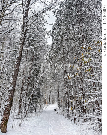 Dog Walking on a Snowy Forest Trail 135106075