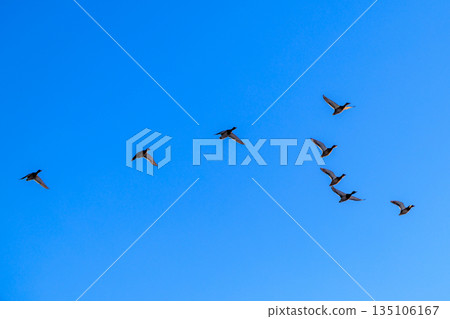 A flock of ducks flying in the blue sky 135106167