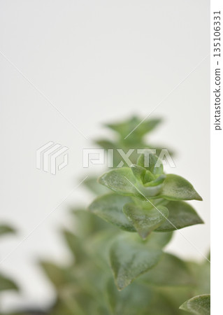 南十字星 135106331