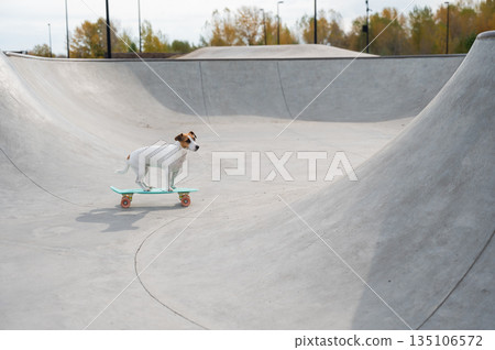 A Jack Russell Terrier rides a penny board at a skate park. A Jack Russell Terrier rides a penny board at a skate park. 135106572