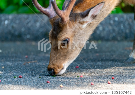 Male Yakushima deer foraging on the World Natural Heritage site of Yakushima (spring) 135107442