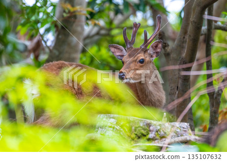Yakushima World Heritage Site (Spring) Yakushima World Heritage Site (Spring) 135107632