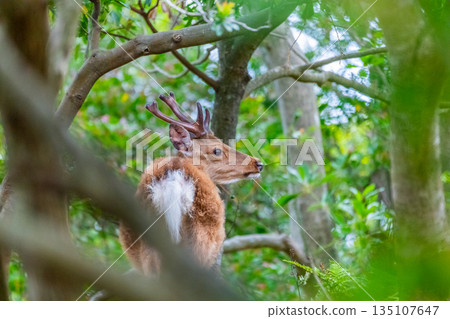 A male Yakushima deer relaxing on the World Natural Heritage site of Yakushima (spring) 135107647