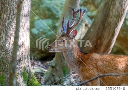 A male Yakushima deer relaxing on the World Natural Heritage site of Yakushima (spring) 135107648