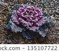 Frost-covered chrysanthemums 135107722