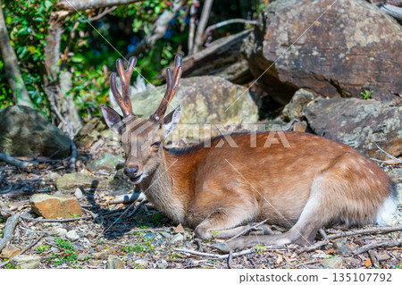 A male Yakushima deer relaxing on the World Natural Heritage site of Yakushima (spring) A male Yakushima deer relaxing on the World Natural Heritage site of Yakushima (spring) 135107792