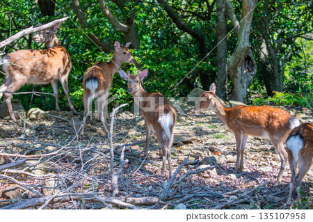 Yakushima World Heritage Site (Spring) - Yakushima Deer Herd on Alert Yakushima World Heritage Site (Spring) - Yakushima Deer Herd on Alert 135107958