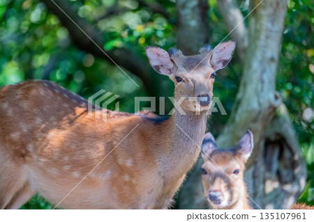 Yakushima World Heritage Site (Spring) - Yakushima Deer Herd on Alert Yakushima World Heritage Site (Spring) - Yakushima Deer Herd on Alert 135107961