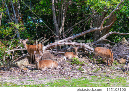 A herd of Yakushima deer relaxing on the World Natural Heritage site of Yakushima (spring) 135108100