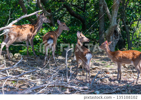 一群屋久島鹿在世界自然遺產屋久島（春天）上休息 135108102