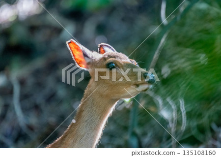 雌性屋久島鹿，警覺，世界自然遺產，春天 135108160