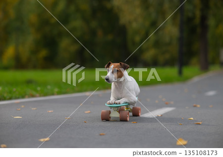 A Jack Russell Terrier rides a penny board in an autumn park. A Jack Russell Terrier rides a penny board in an autumn park. 135108173
