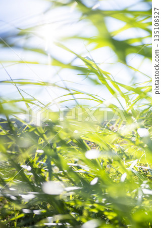 Summer grass sparkling in the wind Summer grass sparkling in the wind 135108527