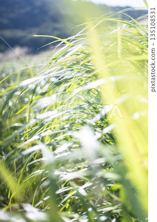 Summer grass sparkling in the wind Summer grass sparkling in the wind 135108531