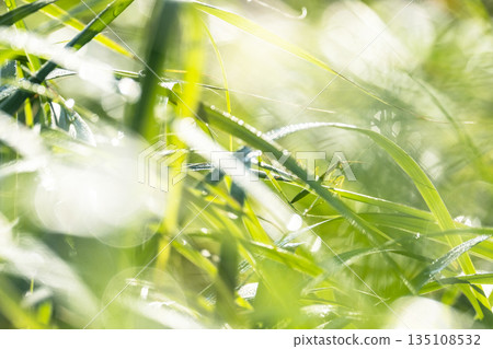 Summer grass sparkling in the wind 135108532