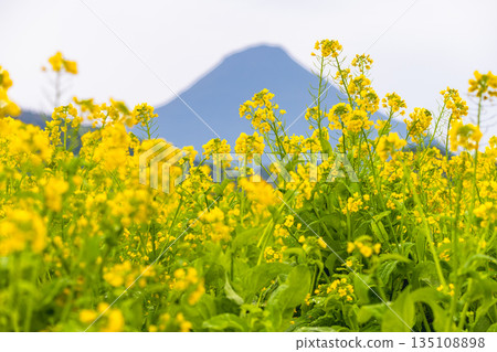 Rape flower field, Lake Ikeda in Ibusuki city and Mt. Kaimondake (winter) 135108898