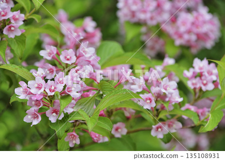 Weigela Weigela 135108931