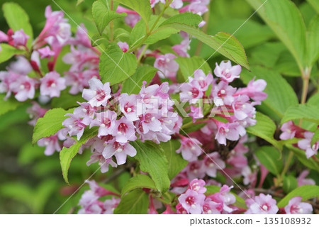 Weigela 135108932