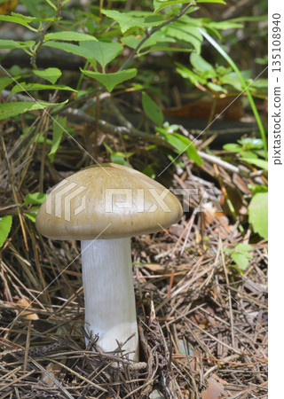 Ura Beni Hottimeji 135108940