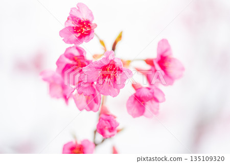 神之居所屋久島（薔薇科） 135109320
