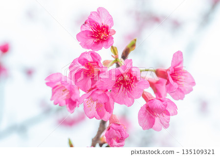 神之居所屋久島（薔薇科） 135109321