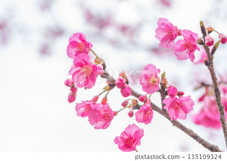 神之居所屋久島(薔薇科) 神之居所屋久島(薔薇科) 135109324