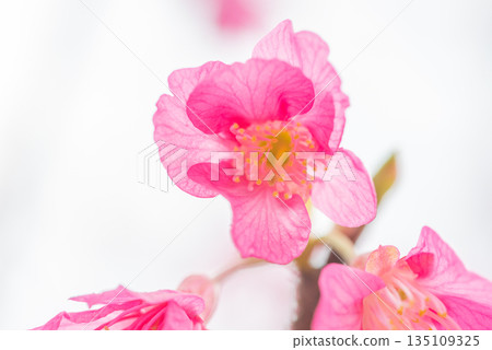 神之居所屋久島（薔薇科） 135109325