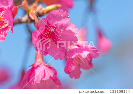 Kanhizakura (Rose family) Yakushima, where the gods reside (Winter) 135109334