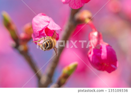 神之居所屋久島(薔薇科) 神之居所屋久島(薔薇科) 135109336