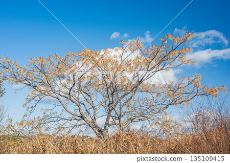 奈良市平城宮遺址國立歷史公園內生長的中國樹 135109415