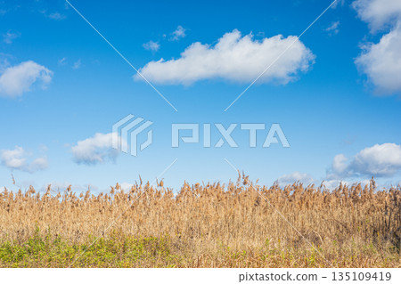 Heijo Palace Ruins National Historic Park, winter-barren fields, Nara City 135109419