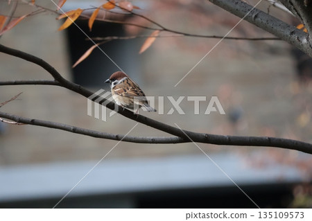 一張樹的特寫照片，一隻麻雀棲息在樹枝上。 135109573