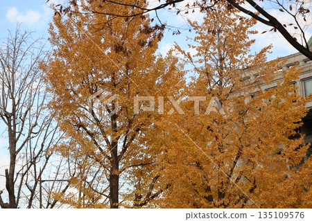 街景由黃葉銀杏樹、藍天和摩天大樓組成。 135109576