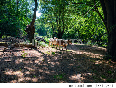 Domestic cows grazing and walking along forest path in lush green woodland during summer Domestic cows grazing and walking along forest path in lush green woodland during summer 135109681