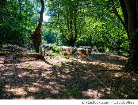Group of domestic cows moving through a forest path surrounded by dense green trees 135109682