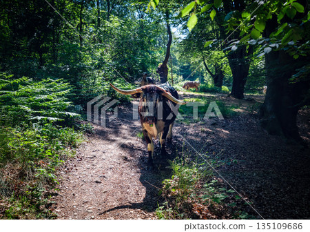 Domestic cows grazing and walking along forest path in lush green woodland during summer 135109686