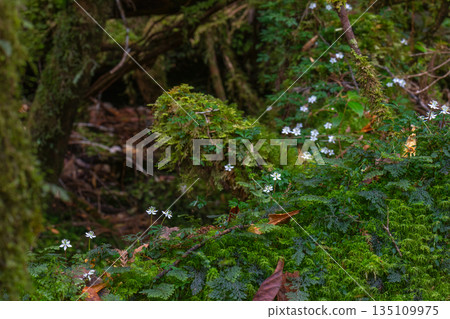 Ogokayouen (Coptera japonica) 特有種 屋久島白谷雲水峽(冬季) Ogokayouen (Coptera japonica) 特有種 屋久島白谷雲水峽(冬季) 135109975