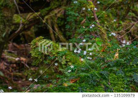 Ogokayouen (Coptera japonica) 特有種 屋久島白谷雲水峽（冬季） 135109979