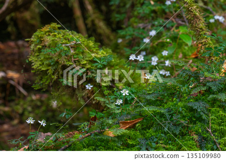 Ogokayouen (Coptera japonica) 特有種 屋久島白谷雲水峽（冬季） 135109980